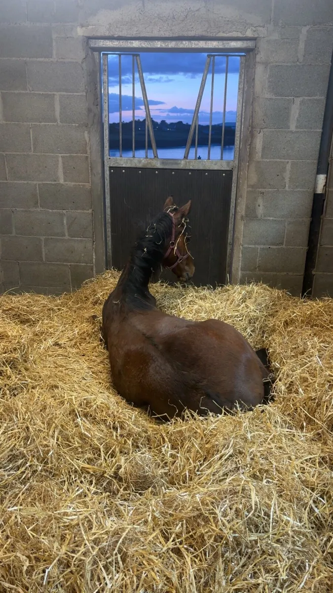🌟Stunning yearling gelding🌟 - Image 4