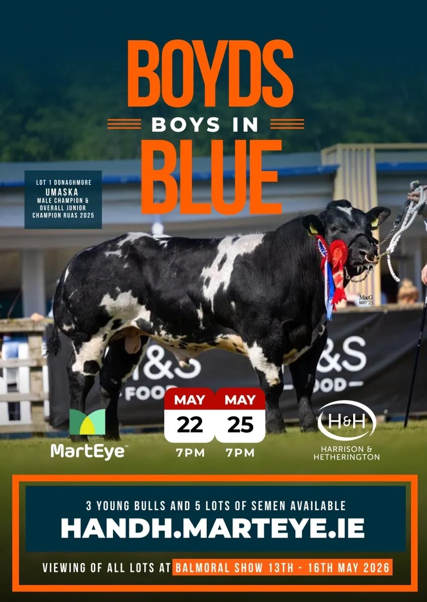 Blue Bull Sale