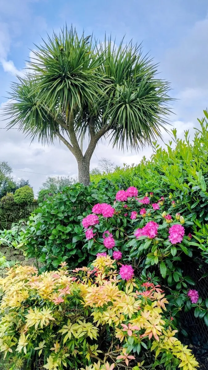 Piris Forest Flame - Image 1