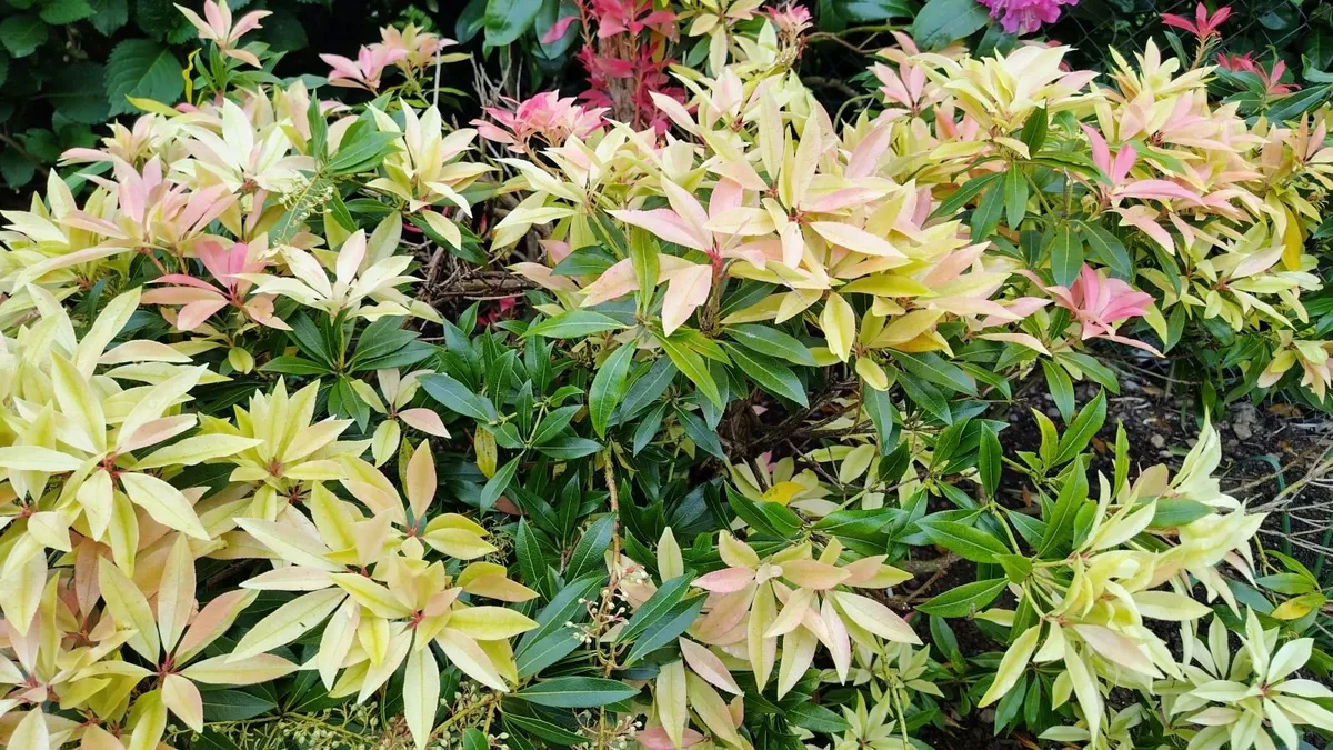 Piris Forest Flame - Image 2