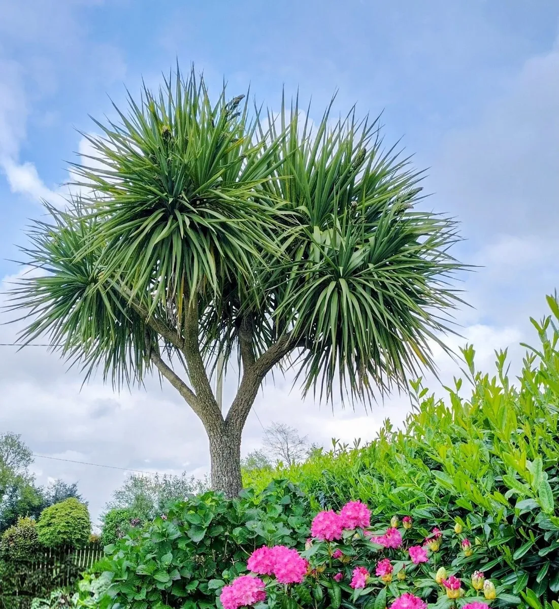 Tree - Image 1