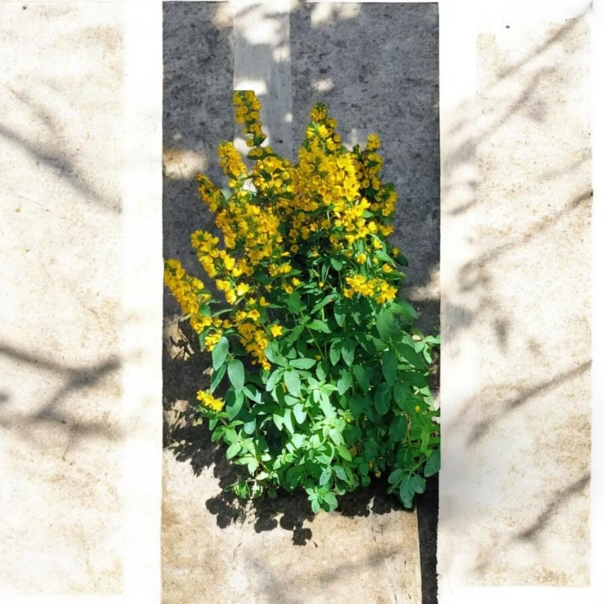 Flowering Shade Plant Loostrife
