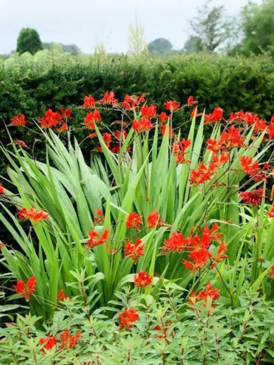 Crocosmia Lucifer XL 2m