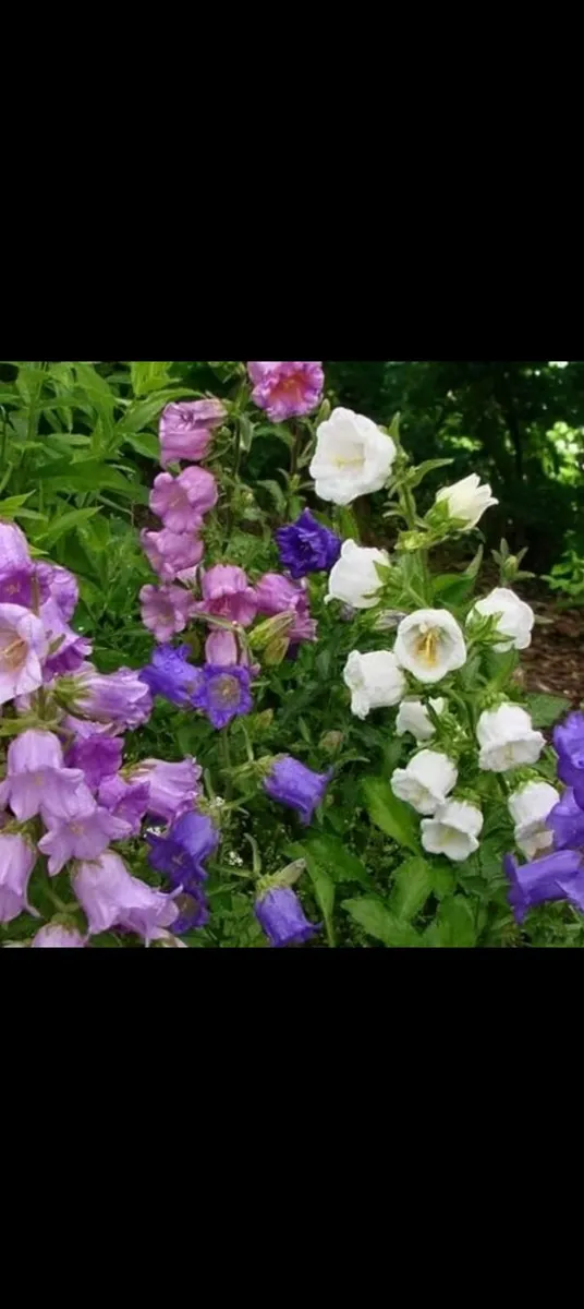 Canterbury Bells Flowers