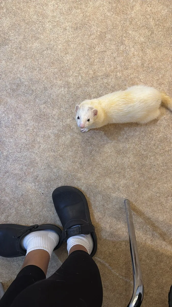 For donations 2 albino male ferret - Image 1