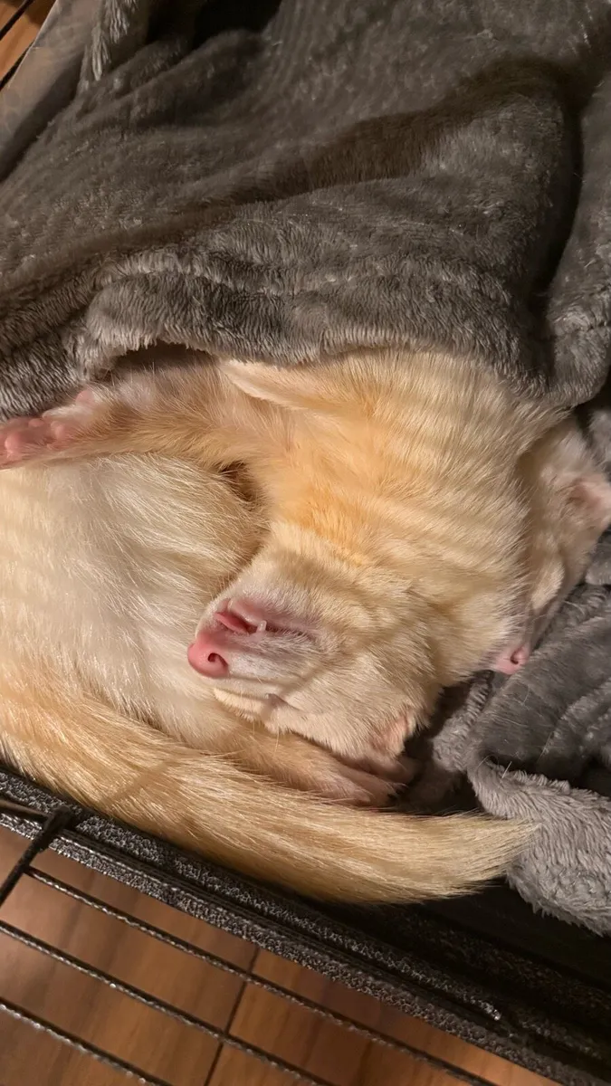 For donations 2 albino male ferret - Image 2