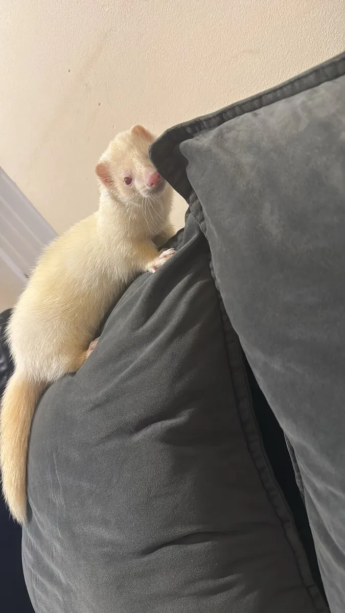 For donations 2 albino male ferret - Image 3