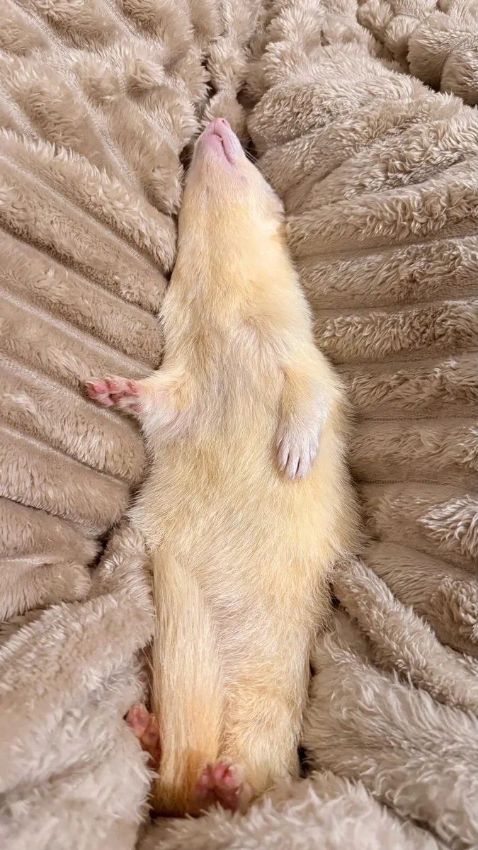 For donations 2 albino male ferret - Image 4