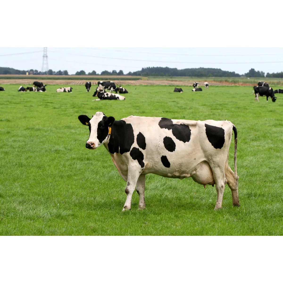 Relief milker wanted.