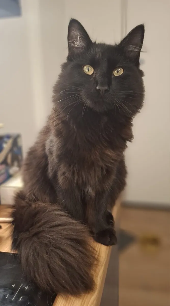 Beautiful long haired black kitten