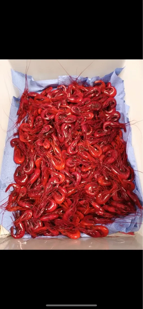 Prawns for salmon Angling - Image 1