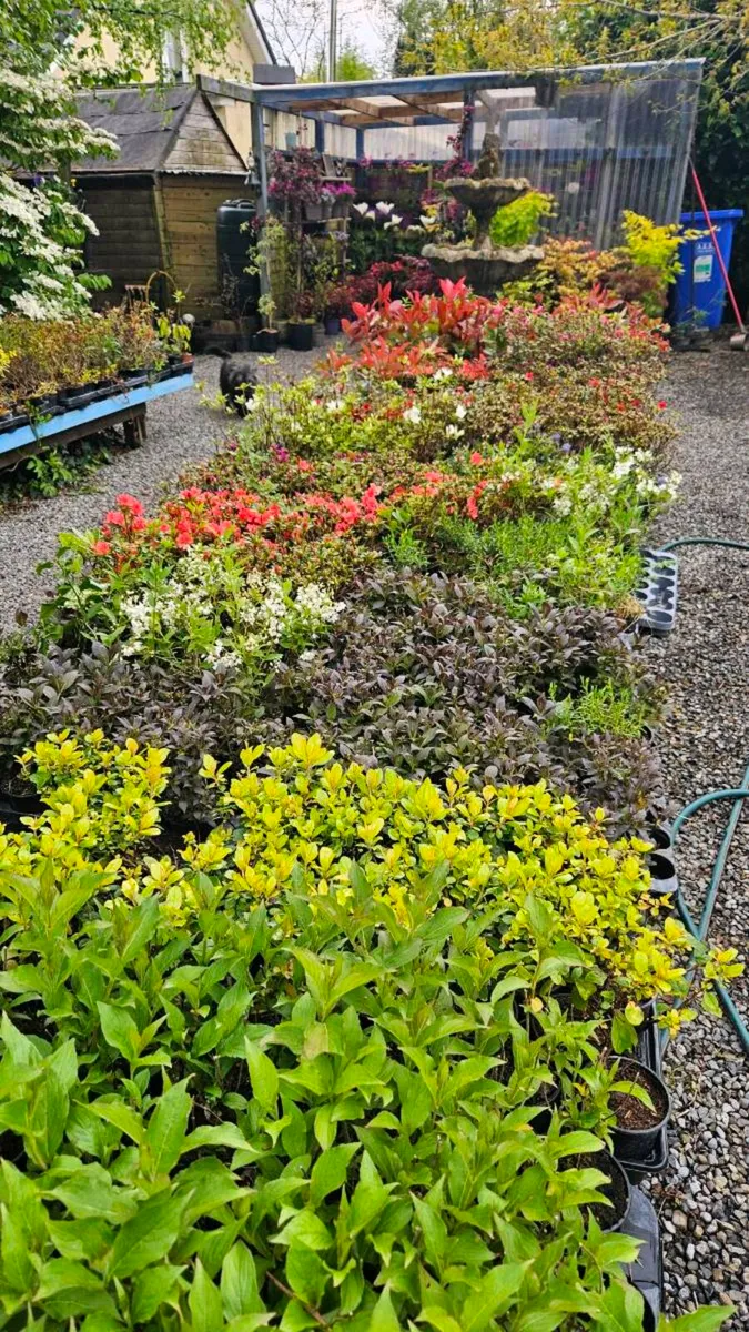 SHRUBS, GARDEN PLANTS - Image 1