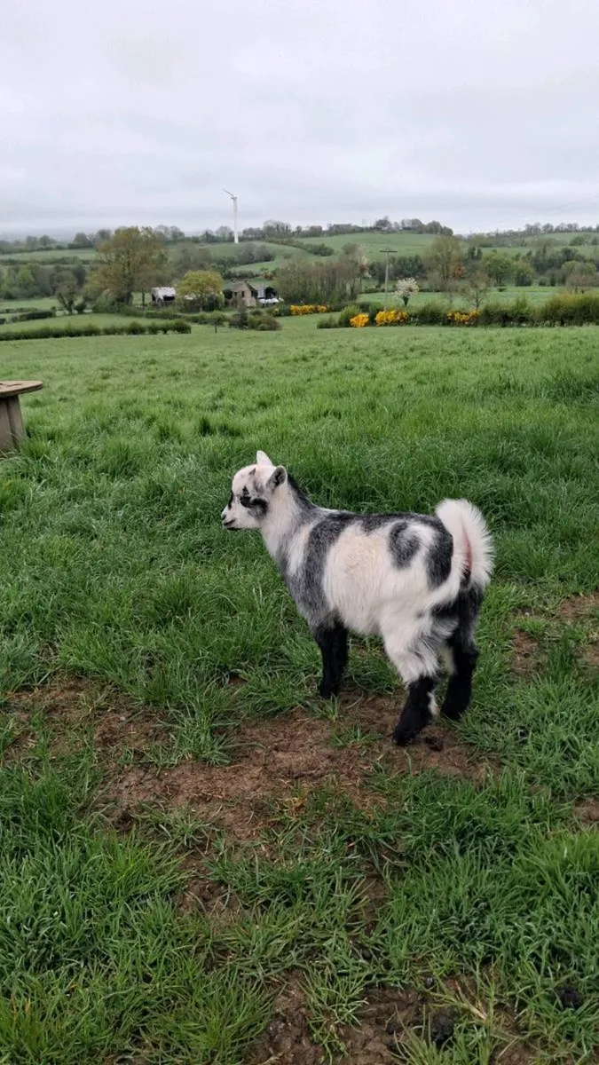 Pygmy goats - Image 1