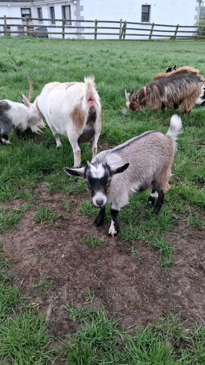 Pygmy goats - Image 2