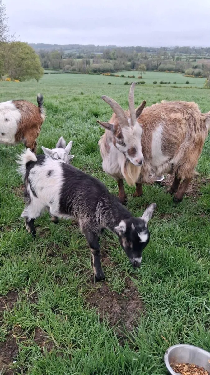 Pygmy goats - Image 3