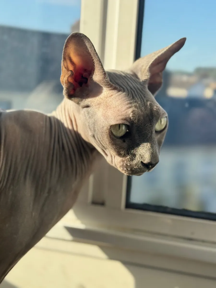 2 x Bonded male Sphynx cats - Image 2