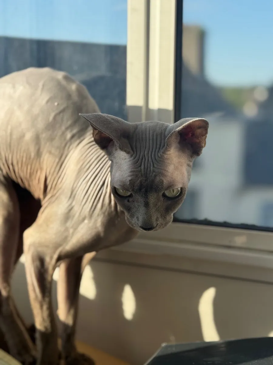 2 x Bonded male Sphynx cats - Image 3