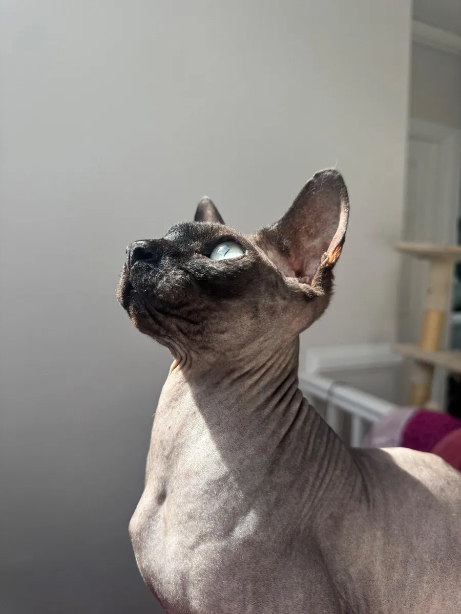 2 x Bonded male Sphynx cats - Image 1