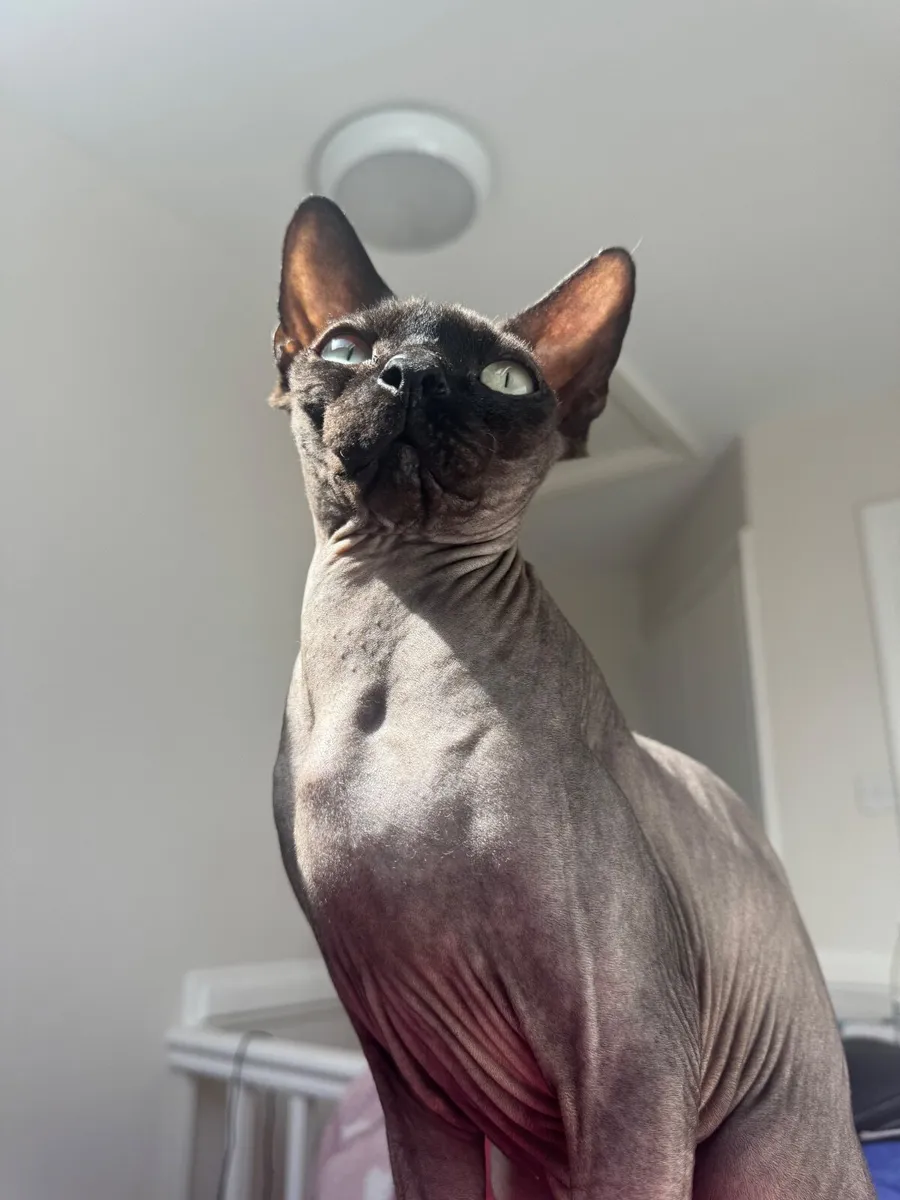2 x Bonded male Sphynx cats - Image 4