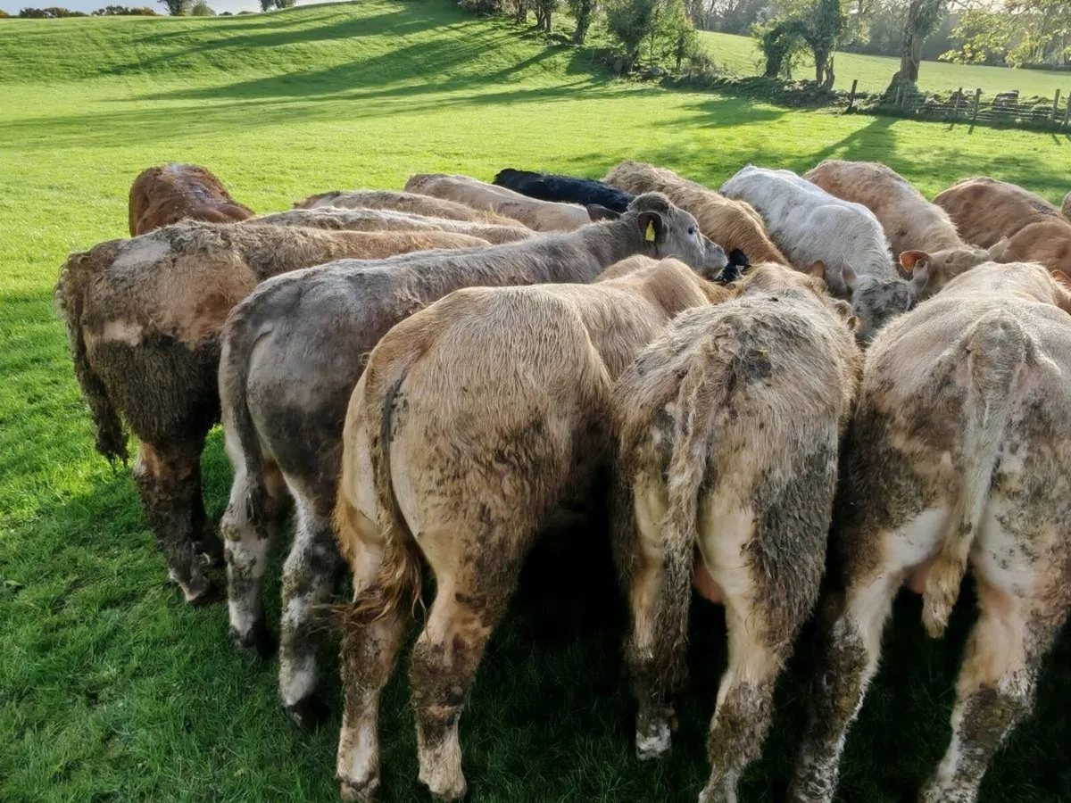 20 Store Bullock's 370 kgs. - Image 3