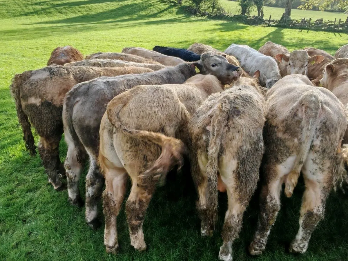 20 Store Bullock's 370 kgs. - Image 4