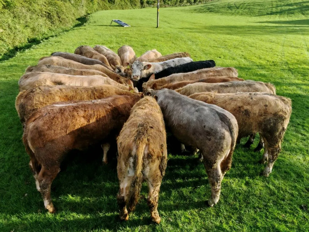 20 Store Bullock's 370 kgs. - Image 2