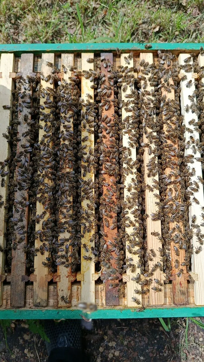 Bees - Image 4