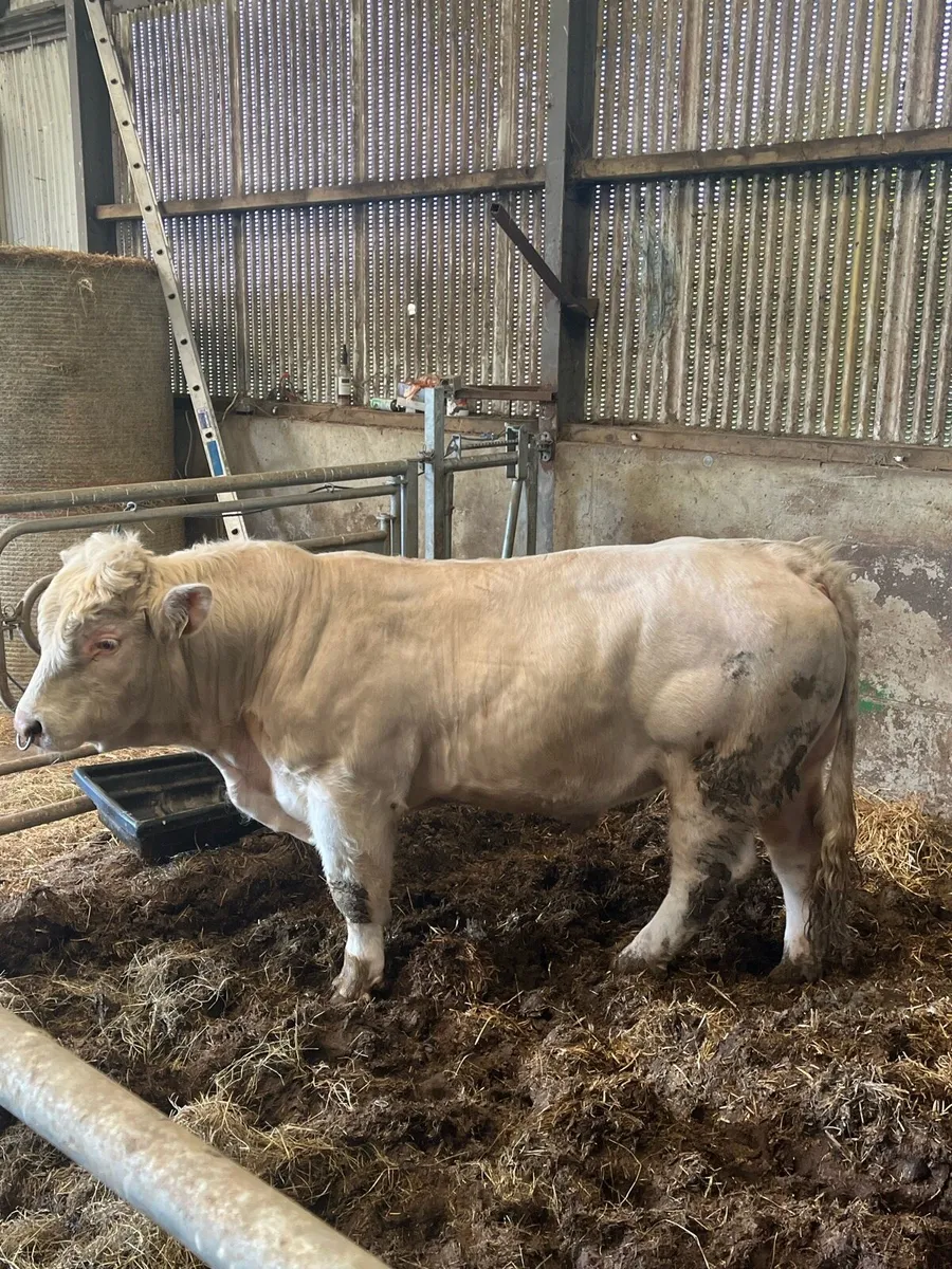 Bull