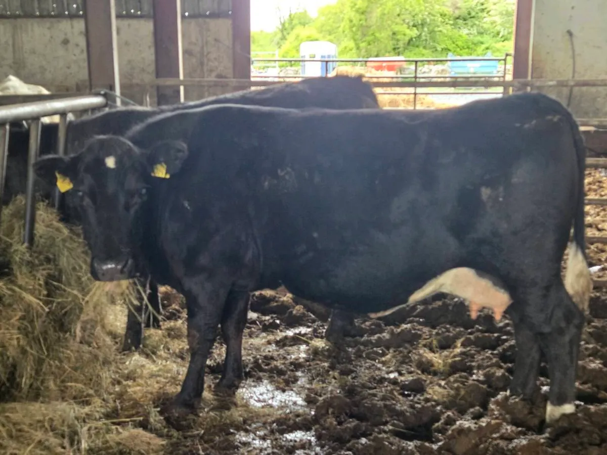 Organic Cows/Hefiers - Image 2