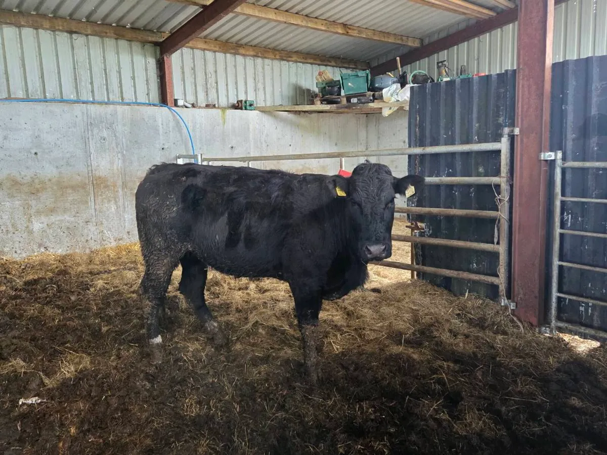 Organic Cows/Hefiers - Image 3