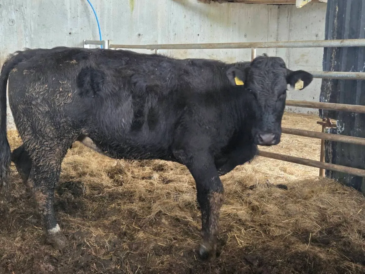 Organic Cows/Hefiers - Image 4