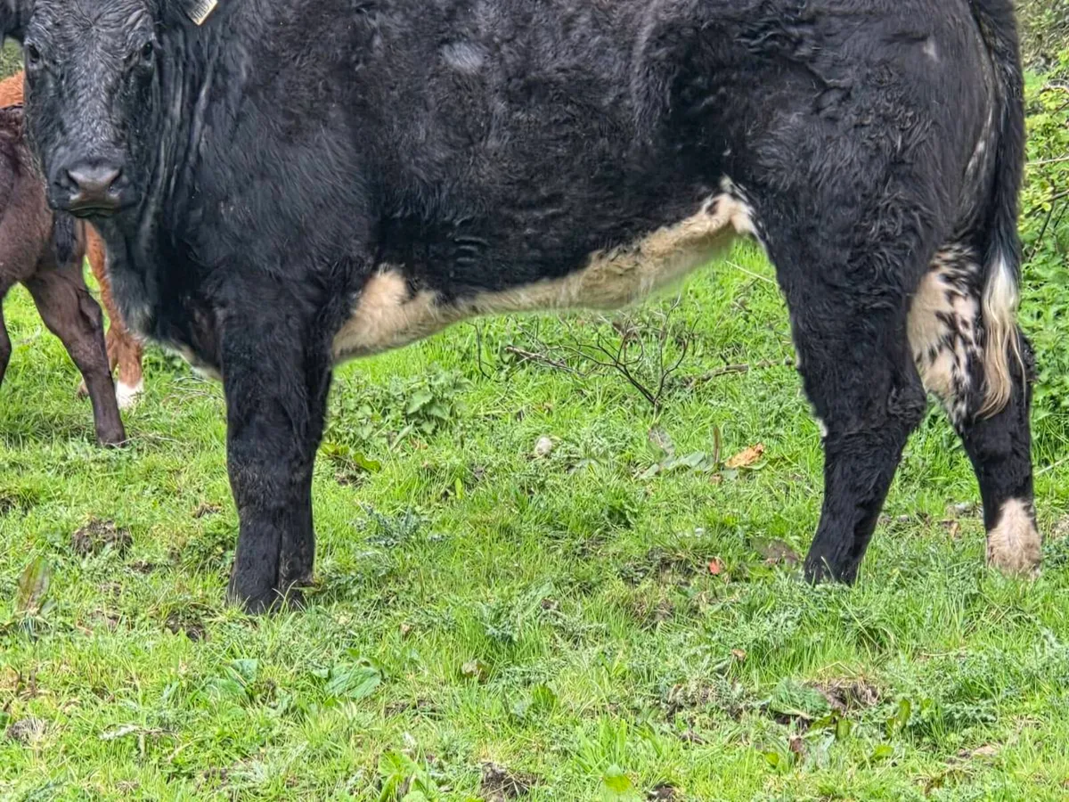 Organic Cows/Hefiers - Image 1