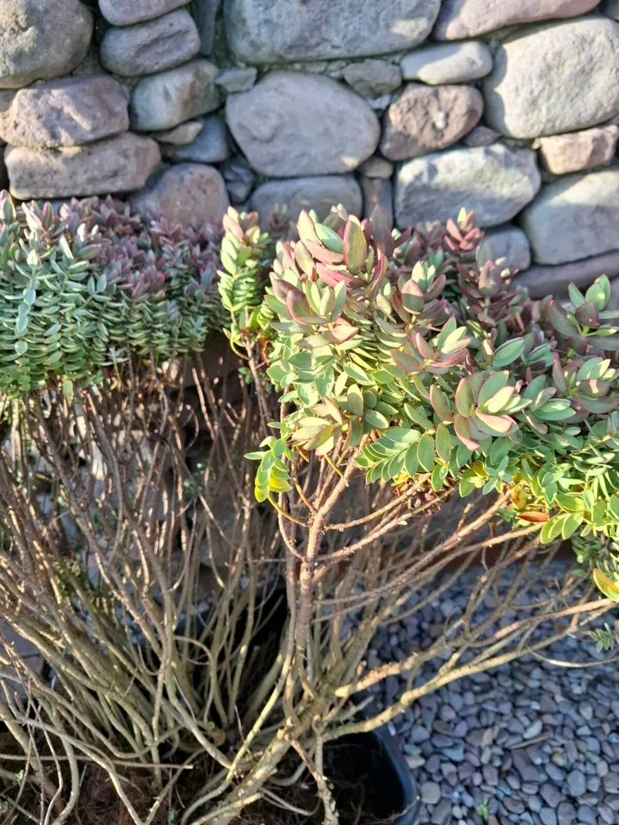 Free plant Hebe - Image 1