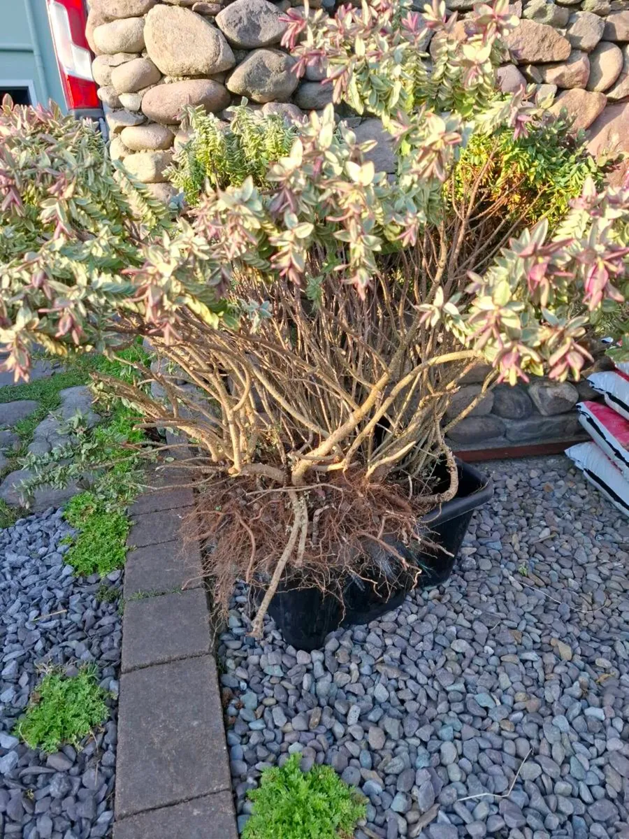 Free plant Hebe - Image 2