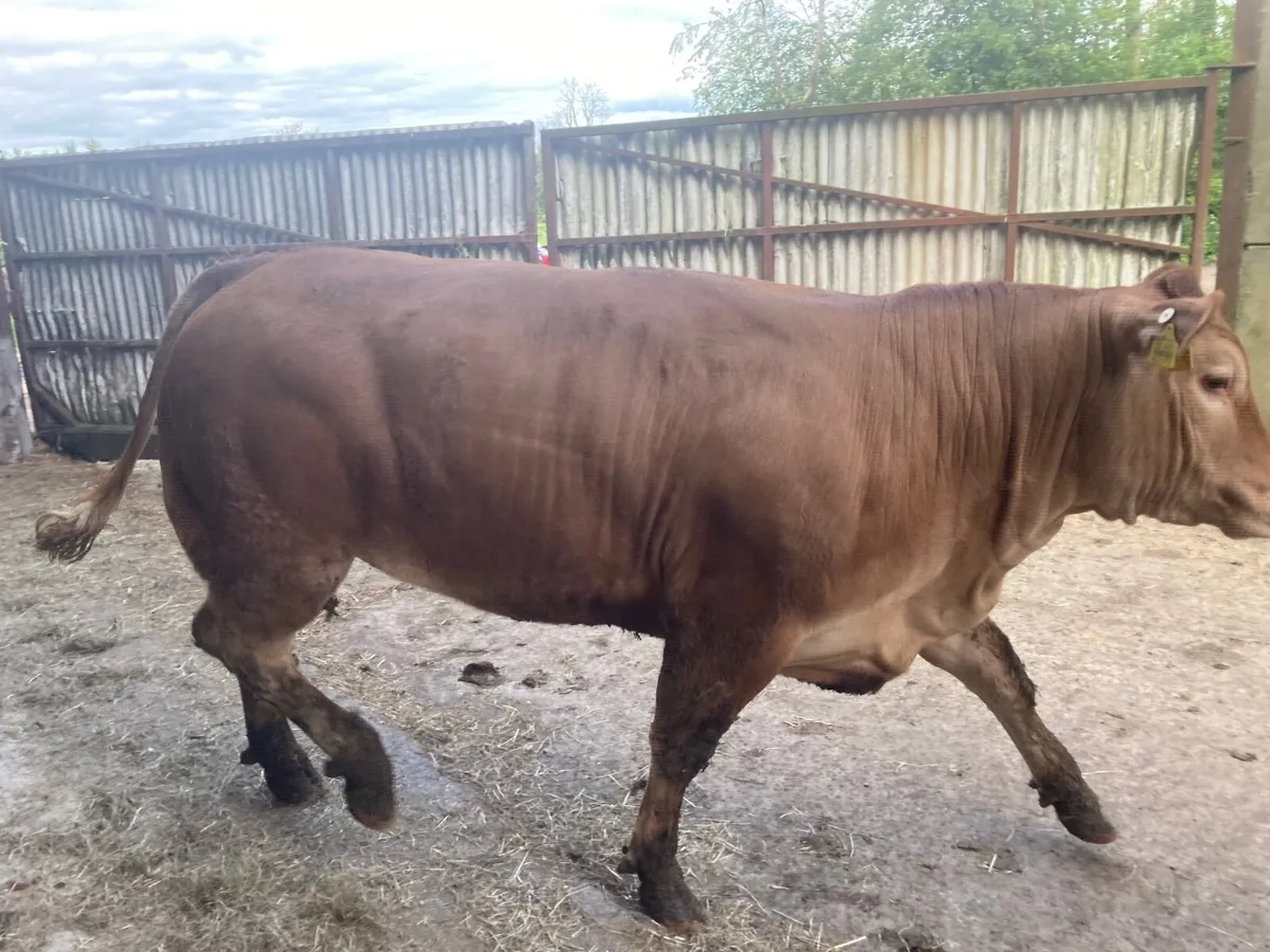 Heifer - Image 2