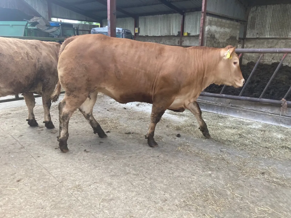 Heifer - Image 3