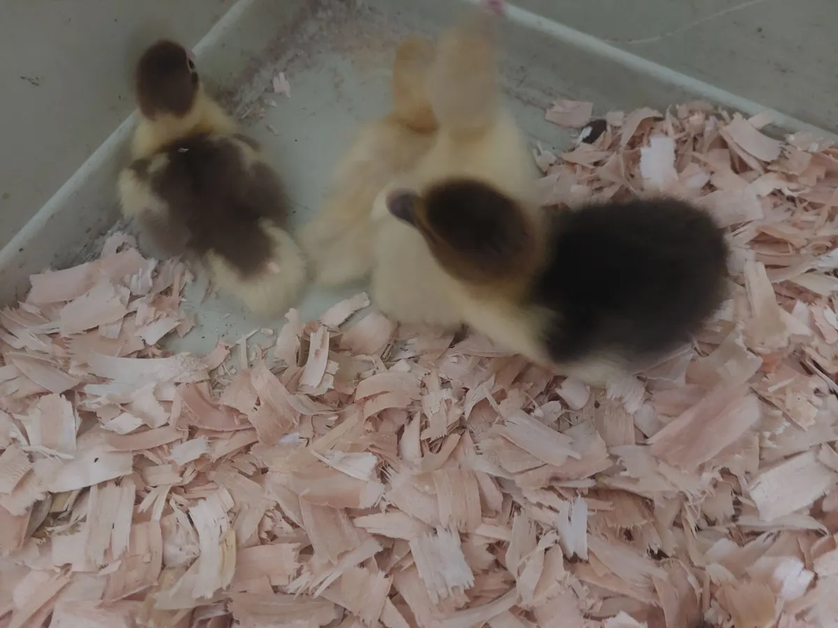 Muscovy ducklings - Image 3