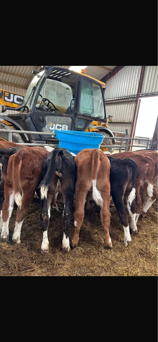 Calves - reared and suckers - Image 1