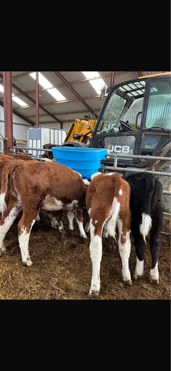 Calves - reared and suckers - Image 2