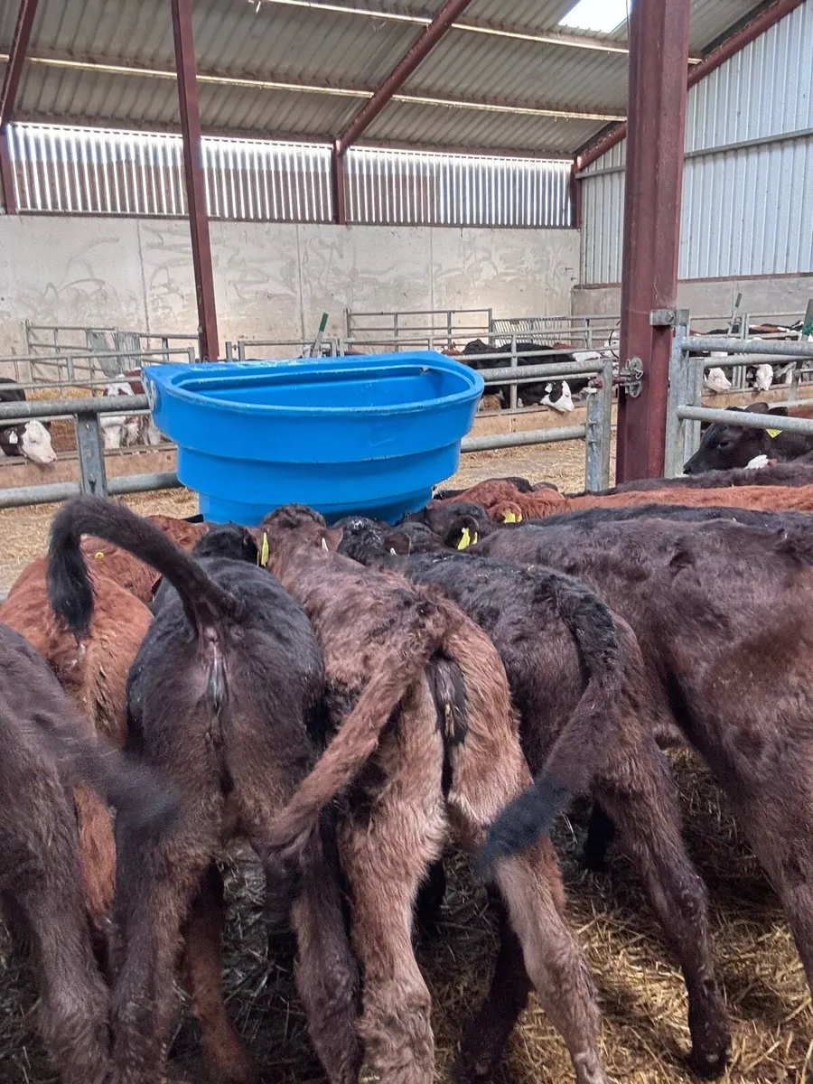 Calves - reared and suckers - Image 3