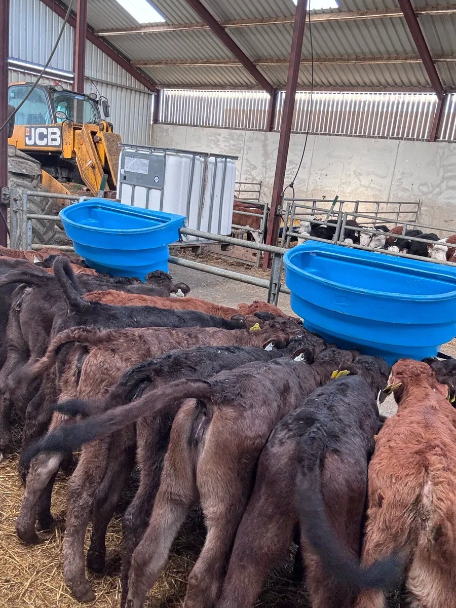 Calves - reared and suckers - Image 4