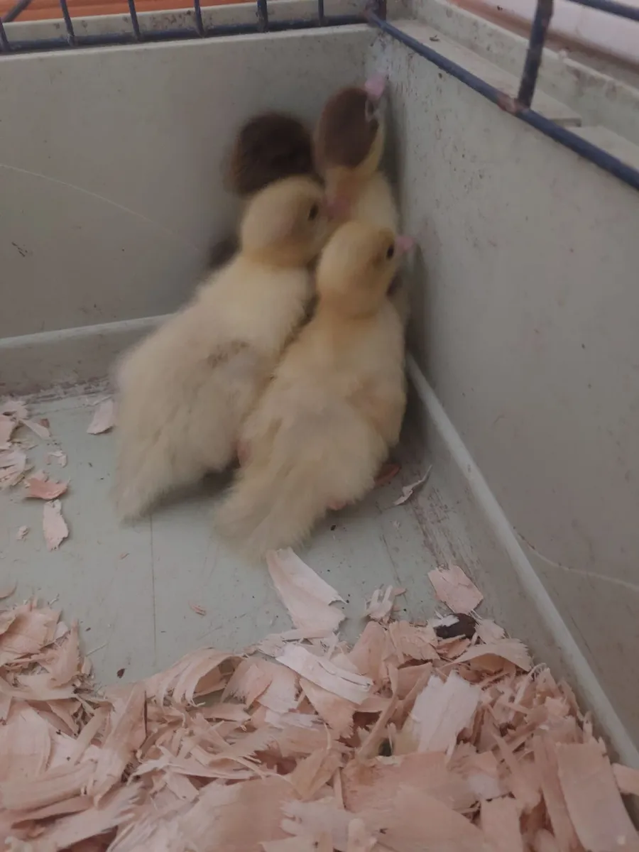 Muscovy ducklings - Image 2
