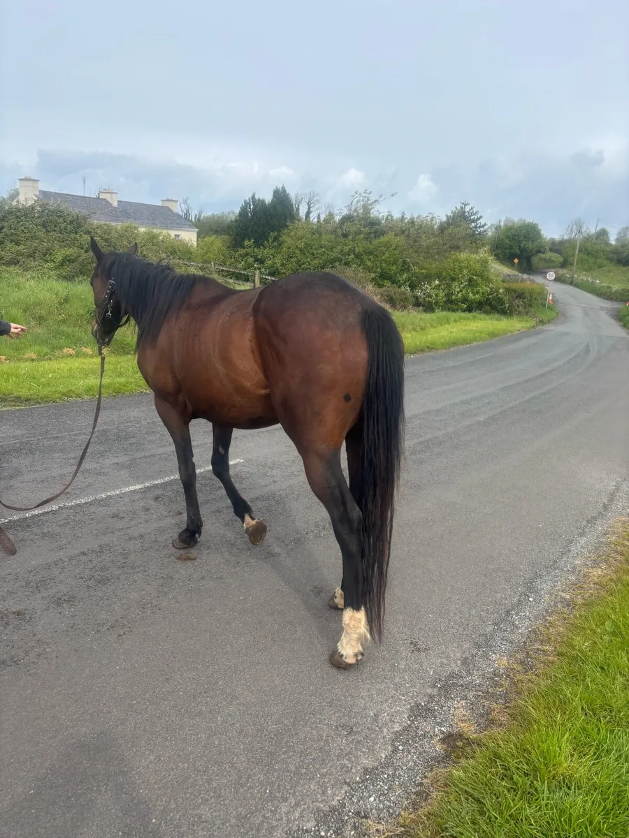 4 year old mare - Image 3
