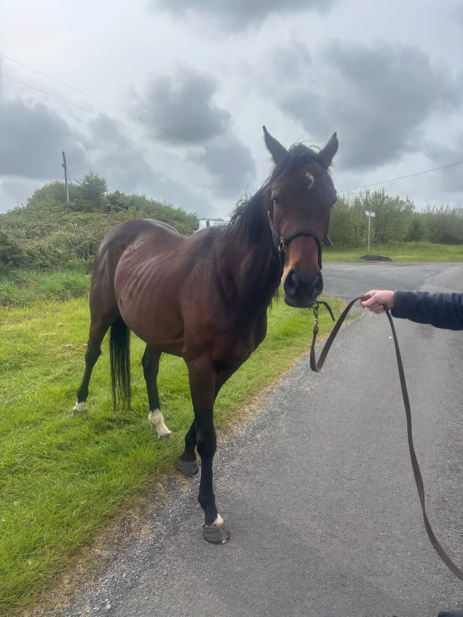 4 year old mare - Image 4