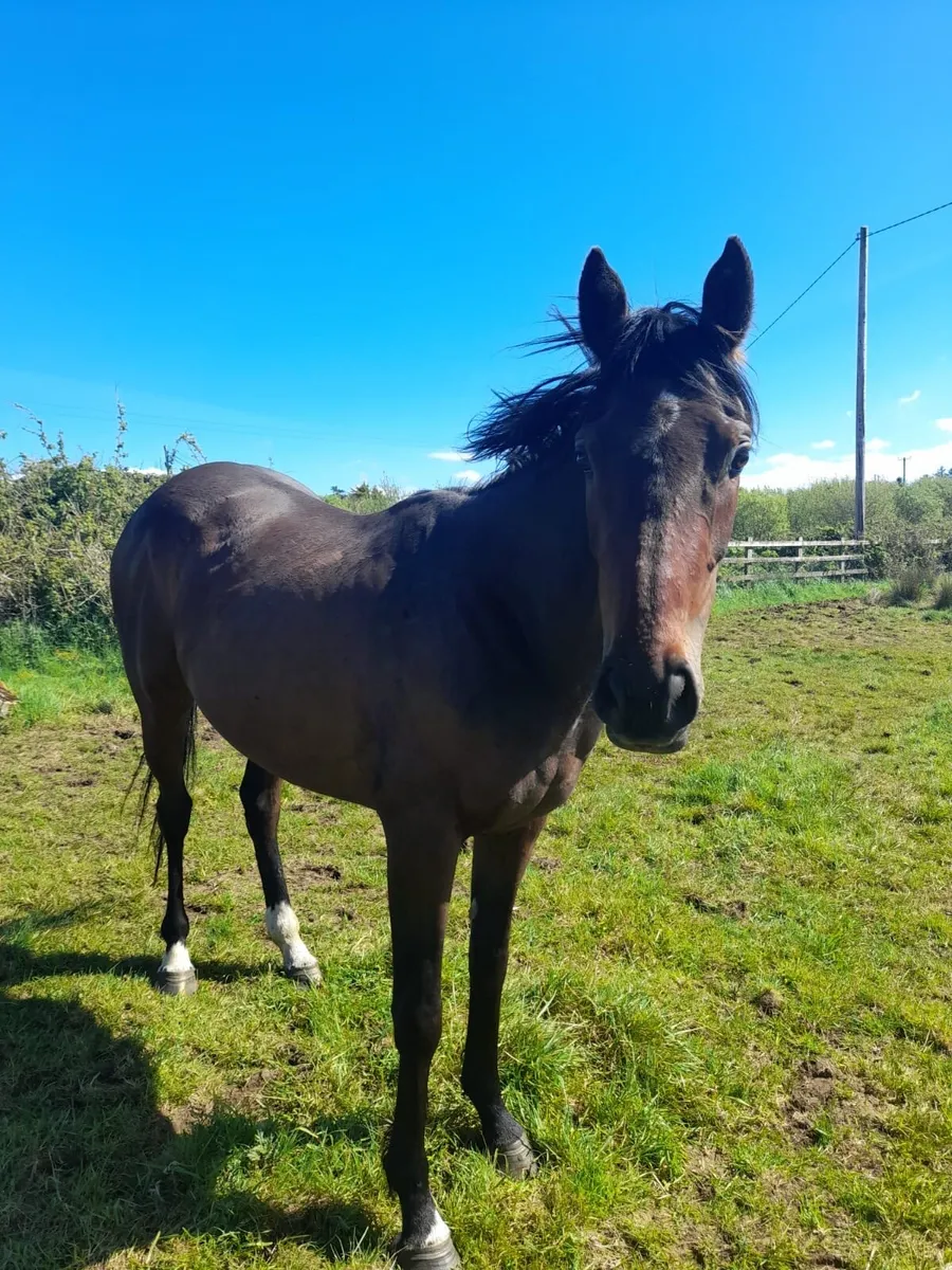 4 year old mare - Image 1