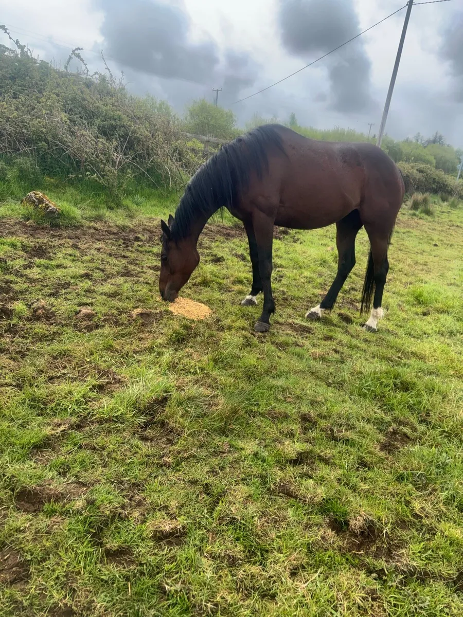 4 year old mare - Image 2