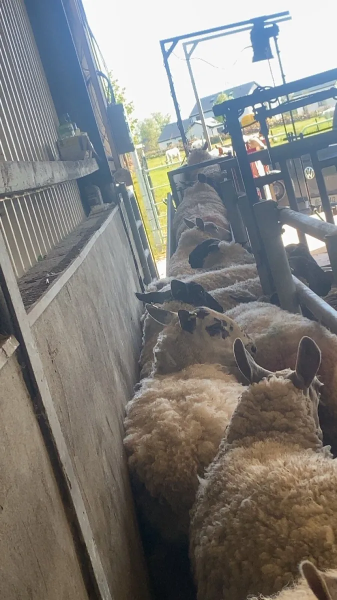 Sheep shearing - Image 1