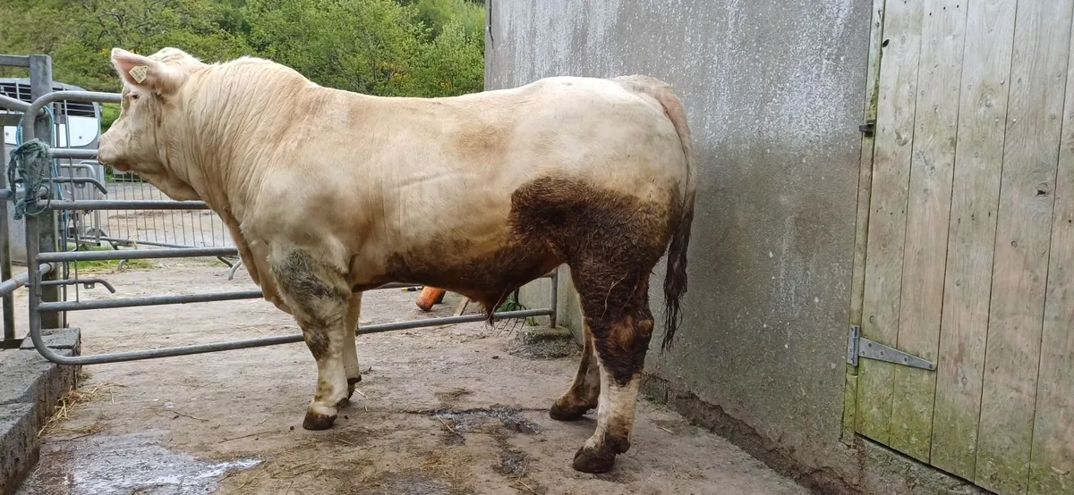 Pedigree Registered Charolais Bull For Sale - Image 1
