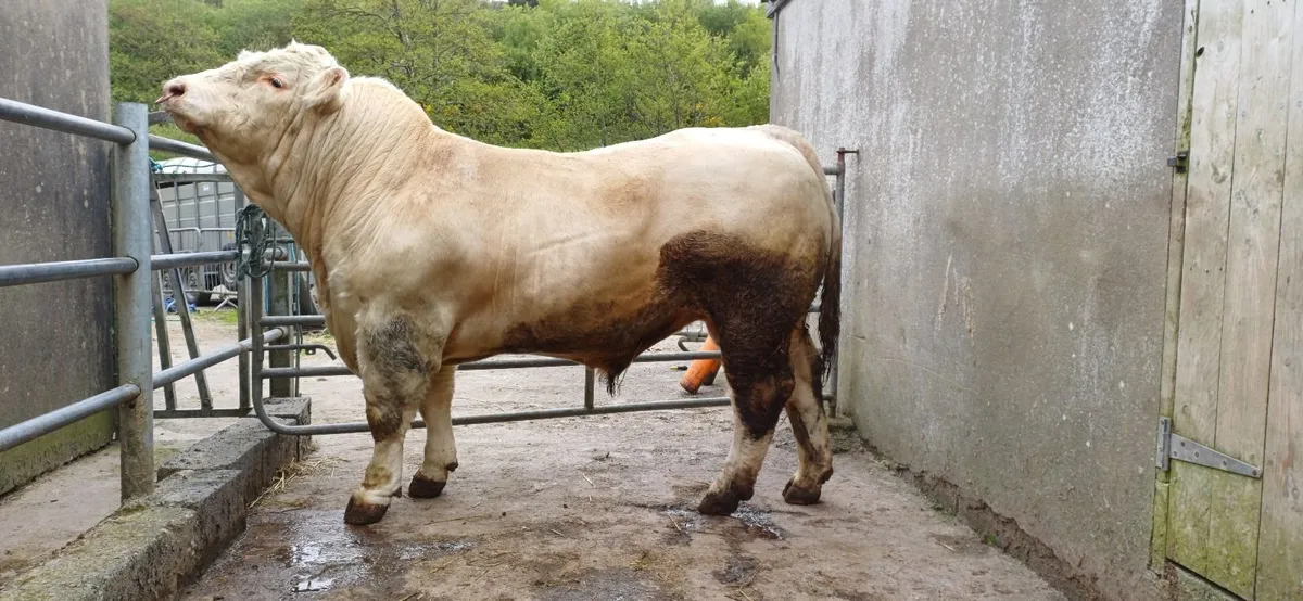 Pedigree Registered Charolais Bull For Sale - Image 2
