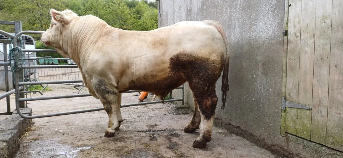 Pedigree Registered Charolais Bull For Sale - Image 3